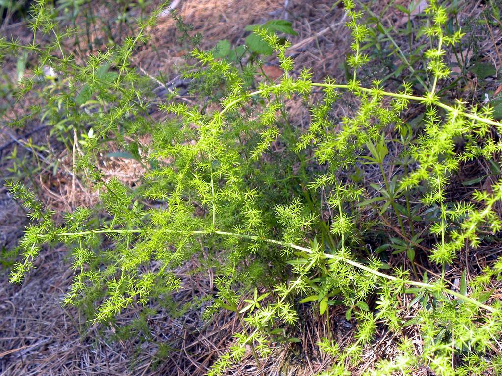 Asparagus acutifolius